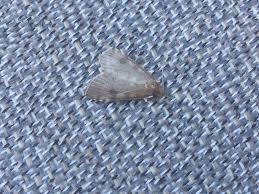 Attēlu rezultāti vaicājumam “Udea prunalis”