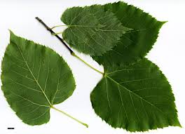 Attēlu rezultāti vaicājumam “Tilia x moltkei”