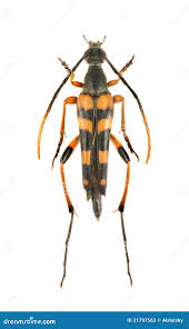 Attēlu rezultāti vaicājumam “Strangalia attenuata”