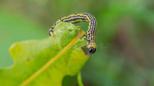 Attēlu rezultāti vaicājumam “Abraxas sylvata larva”