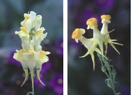 Image result for Linaria vulgaris