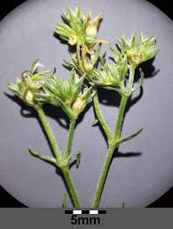 Attēlu rezultāti vaicājumam “Scleranthus annuus flower”