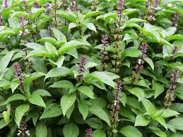 Image result for Basilikum