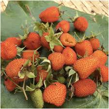 Attēlu rezultāti vaicājumam “Rubus nessensis fruit”