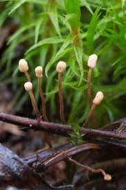 Attēlu rezultāti vaicājumam “Heyderia abietis”