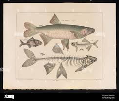 Image result for Salmo dentex