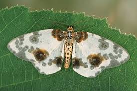 Attēlu rezultāti vaicājumam “Abraxas sylvata”