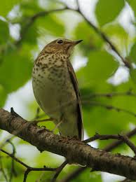 Image result for Catharus ustulatus