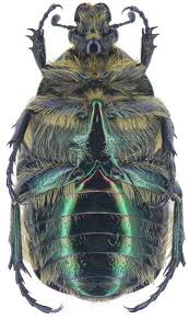 Attēlu rezultāti vaicājumam “Cetonia aurata”