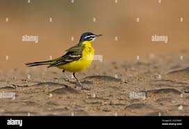 Attēlu rezultāti vaicājumam “Motacilla flava flava adult”