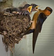 Attēlu rezultāti vaicājumam “Hirundo rustica nest”