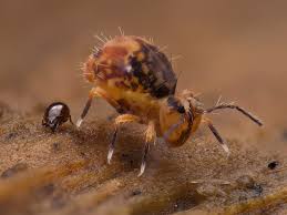 Attēlu rezultāti vaicājumam “Ptenothrix sp.”