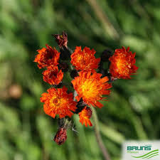 Image result for Hieracium aurantiacum