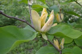 Attēlu rezultāti vaicājumam “Magnolia acuminata leaf”