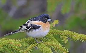 Attēlu rezultāti vaicājumam “Fringilla montifringilla”