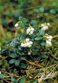 Attēlu rezultāti vaicājumam “Vaccinium vitis-idaea bud”