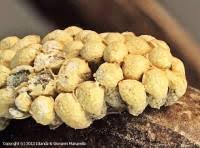 Attēlu rezultāti vaicājumam “Physarum contextum”