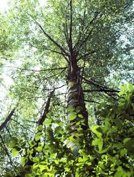 Attēlu rezultāti vaicājumam “Populus x gileadensis”