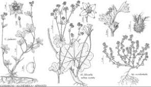 Attēlu rezultāti vaicājumam “Comarum palustre flower”