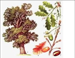 Attēlu rezultāti vaicājumam “Quercus robur”