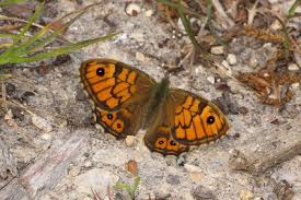 Attēlu rezultāti vaicājumam “Lasiommata megera”