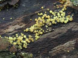 Attēlu rezultāti vaicājumam “Hypocrea gelatinosa”