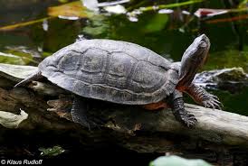 Attēlu rezultāti vaicājumam “Comatricha pulchella stalked”