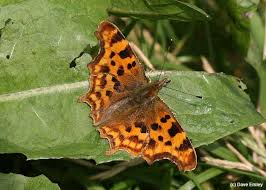 Attēlu rezultāti vaicājumam “Polygonia c-album upperside”