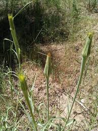 Image result for Tragopogon pratensis