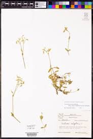 Attēlu rezultāti vaicājumam “Cerastium holosteoides fruit”