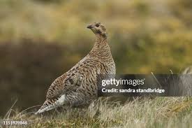 Image result for Tetrao tetrix