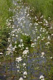 Attēlu rezultāti vaicājumam “Hottonia palustris”