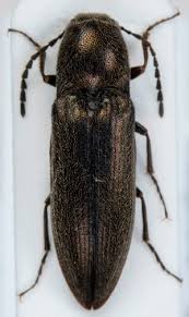 Attēlu rezultāti vaicājumam “Cidnopus aeruginosus”