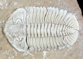 Attēlu rezultāti vaicājumam “Epirhoe tristata”