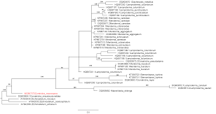 Attēlu rezultāti vaicājumam “Comatricha tenerrima stalked”