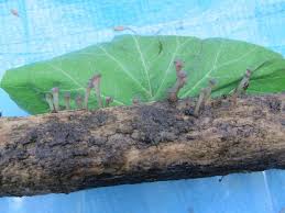 Attēlu rezultāti vaicājumam “Neocudoniella albiceps”