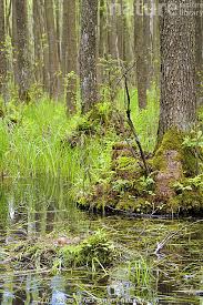 Attēlu rezultāti vaicājumam “Grus grus eggs”
