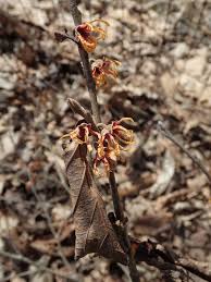 Attēlu rezultāti vaicājumam “Hamamelis vernalis bud”