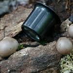 Attēlu rezultāti vaicājumam “Lycogala flavofuscum”