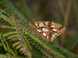 Attēlu rezultāti vaicājumam “Issoria lathonia upperside”