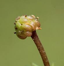 Attēlu rezultāti vaicājumam “Ranunculus flammula fruit”