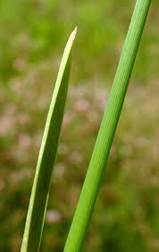 Attēlu rezultāti vaicājumam “Poa compressa”