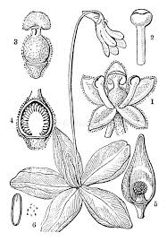 Attēlu rezultāti vaicājumam “Pinguicula vulgaris fruit”