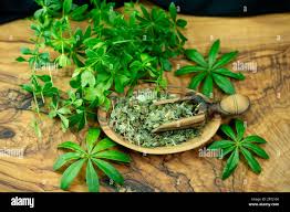 Attēlu rezultāti vaicājumam “Galium odoratum leaf”