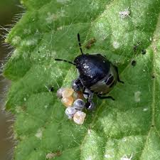 Attēlu rezultāti vaicājumam “Tritomegas bicolor nymph”
