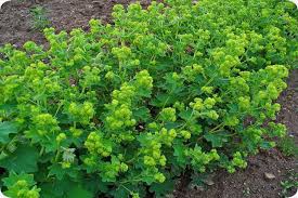 Image result for Alchemilla vulgaris
