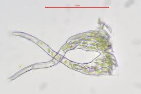 Attēlu rezultāti vaicājumam “Hypnum jutlandicum”