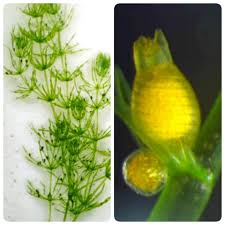 Attēlu rezultāti vaicājumam “Chara aspera male”