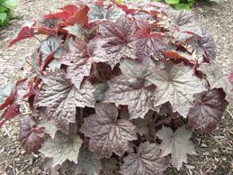 Image result for Heuchera `Palace Purple`