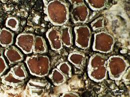 Attēlu rezultāti vaicājumam “Lecanora argentata”